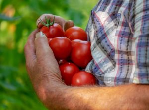 Zásady pěstování rajčat na balkoně. Mějte svou vlastní úrodu
