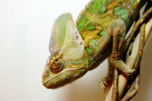 Co sledovat při pořízení chameleona