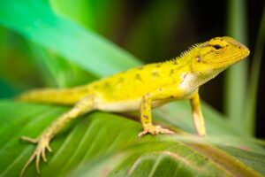 Chameleon o velikosti slunečnicového semínka? Nově objeven na Madagaskaru