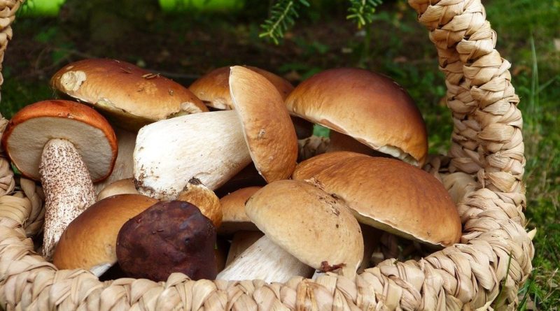 Co jsou to medicinální houby a jak je využít v kuchyni?